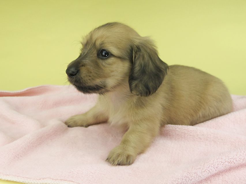 カニンヘンダックスフンド メイ & 竹千代の子犬 シェーデットイエロー(シェーデットクリーム) 男の子 お写真初登場097 カニンヘンダックスフンド メイ & 竹千代の子犬 シェーデットイエロー(シェーデットクリーム) 男の子 お写真初登場
