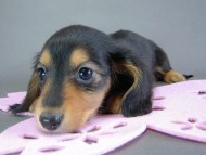 カニヘン　子犬　ブラタン女の子