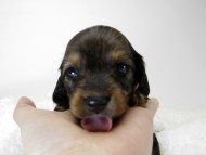 カニンヘン ダックスフンド 子犬 シェーデットレット 女の子