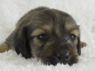 カニンヘン　子犬　シェーデットクリーム男の子