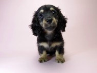 カニンヘン ダックスフンド 子犬 ブラック&クリーム 女の子 カニンヘン ダックスフンド 子犬 ブラック&クリーム 女の子