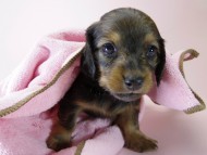 カニンヘン ダックスフンド 子犬 シェーデットレッド 女の子 カニンヘン ダックスフンド 子犬 シェーデットレッド 女の子