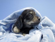 カニンヘン ダックスフンド 子犬 ブラッククリーム 男の子