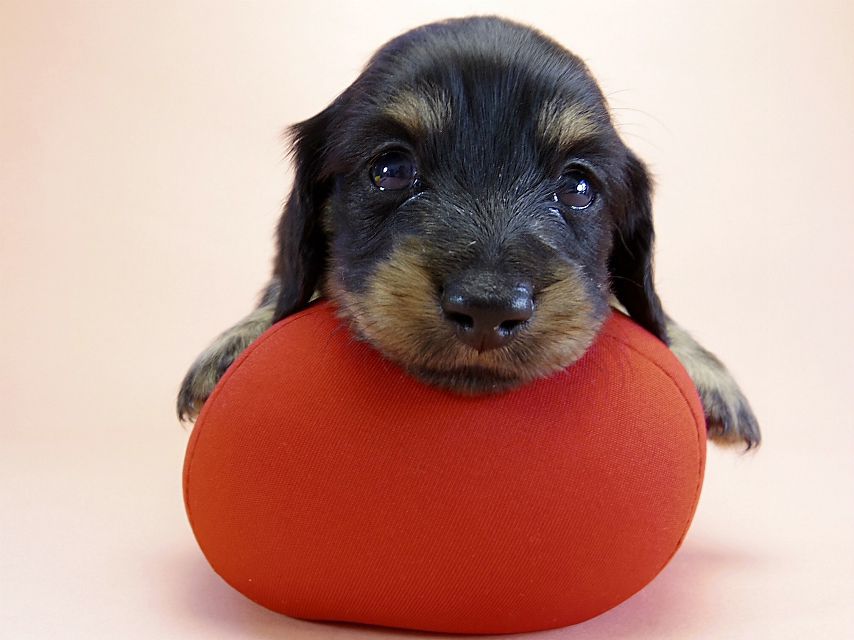 カニンヘン ダックスフンド 子犬 ブラッククリーム 男の子 カニンヘン ダックスフンド 子犬 ブラッククリーム 男の子