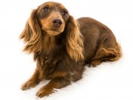 ナンシー ナンシー