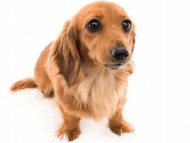 カニンヘン ダックスフンド  ユーツー