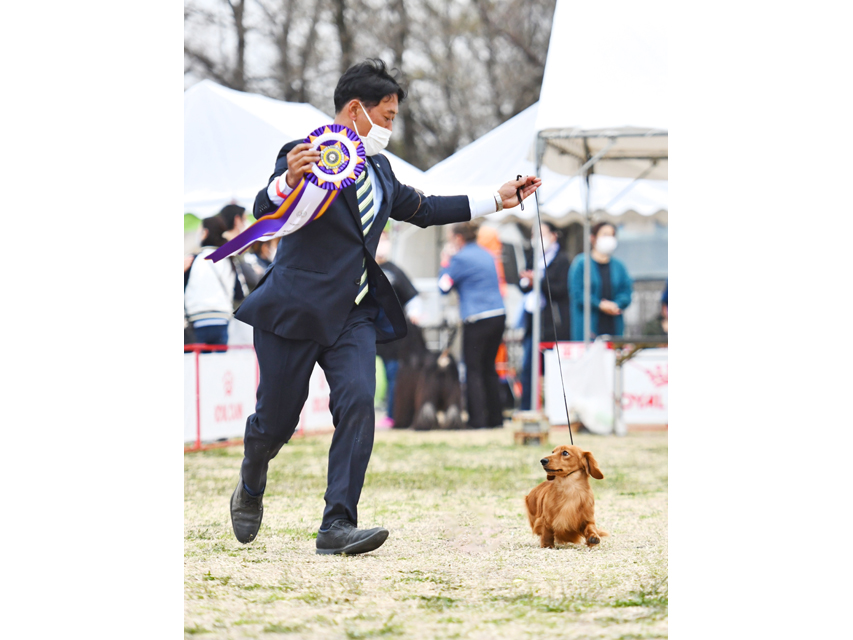 ミニチュアダックスフンド まもる ドッグショー