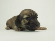 7シャーロットＳクリ男の子-5