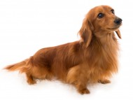 Kaninchen_Dachshund01ジルベール_K9A5450 Kaninchen_Dachshund01ジルベール_K9A5450