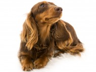 ナンシー (2) ナンシー (2)