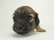 7シャーロットSクリ男の子-14 7シャーロットSクリ男の子-14