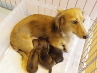 カニンヘンのティアラが10月11日出産