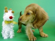 カニンヘンダックス　子犬　クリーム女の子