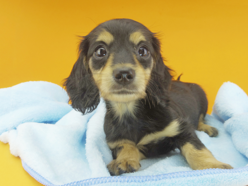 カニンヘンダックスフンド ビーmt & ボンmtの子犬 ブラックイエロー(ブラッククリーム) 女の子100 カニンヘンダックスフンド ビーmt & ボンmtの子犬 ブラックイエロー(ブラッククリーム) 女の子