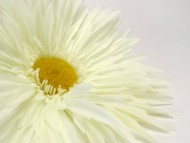 カニンヘン ダックスフンド ブラッククリーム 男の子 オーナーさん募集中