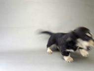 カニンヘン ダックスフンド 子犬 ブラッククリーム 男の子