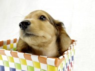 カニンヘンダックス　子犬　シェーデットレット男の子