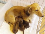 カニンヘンのティアラが10月11日出産 カニンヘンのティアラが10月11日出産