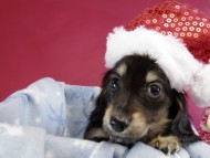 カニヘン ダックスフンド 子犬 ブラッククリーム男の子 カニヘン ダックスフンド 子犬 ブラッククリーム男の子