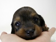 カニンヘン ダックスフンド 子犬 シェーデットレット 女の子