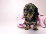 カニンヘン ダックスフンド 子犬 シェーデットレッド 女の子 カニンヘン ダックスフンド 子犬 シェーデットレッド 女の子