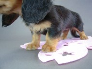 カニヘン　子犬　ブラタン女の子