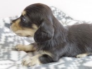 カニヘン 子犬 ブラクリ 男の子 カニヘン 子犬 ブラクリ 男の子