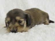 カニンヘン　子犬　シェーデットクリーム女の子