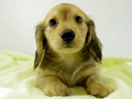 カニヘンダックス　子犬　シェーデットクリーム　男の子