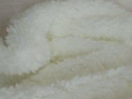 カニヘン 子犬 ブラクリ男の子 カニヘン 子犬 ブラクリ男の子