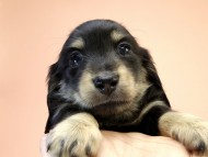 カニンヘーン ダックスフンド 子犬 ブラッククリーム男の子