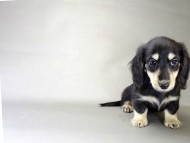 カニンヘン ダックスフンド 子犬 ブラッククリーム 男の子 カニンヘン ダックスフンド 子犬 ブラッククリーム 男の子