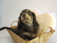 カニヘン　子犬　チョコクリ女の子