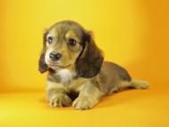 ミニチュワダックス　Ｓレット男の子　オーナーさん募集中