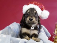 カニヘン ダックスフンド 子犬 ブラッククリーム男の子