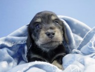 カニンヘン ダックスフンド 子犬 ブラッククリーム 男の子