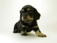 カニンヘン ダックスフンド 子犬 ブラッククリーム 男の子