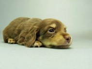 カニンヘンダックスフンド　チョコクリーム　子犬　男の子♪