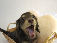 カニヘン　子犬　チョコクリ女の子