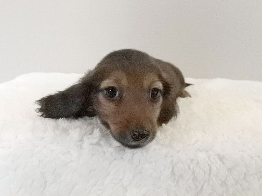 カニンヘンダックスフンド スワン & ジムダンディの子犬 レッド 男の子103 カニンヘンダックスフンド スワン & ジムダンディの子犬 レッド 男の子