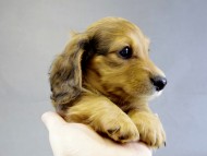 カニヘン 子犬 レット男の子 カニヘン 子犬 レット男の子