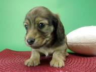 カニンヘンダックス　子犬　ブラッククリーム女の子