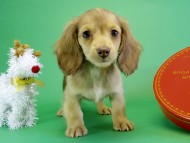 カニンヘンダックス　子犬　クリーム女の子