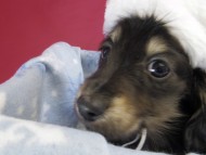 カニヘン ダックスフンド 子犬 ブラッククリーム男の子