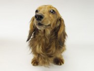 我が家の新星・英国チャンピオン直子 ジムダンディー 我が家の新星・英国チャンピオン直子 ジムダンディー