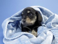 カニンヘン ダックスフンド 子犬 ブラッククリーム 男の子 カニンヘン ダックスフンド 子犬 ブラッククリーム 男の子