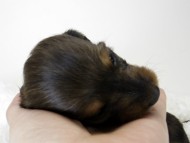 カニンヘン ダックスフンド 子犬 シェーデットレット 女の子