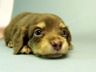 カニンヘンダックスフンド　チョコクリーム　子犬　男の子♪