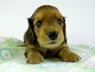 カニンヘンダックス　子犬　シェーデットレット男の子