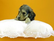 カニヘン　子犬　シェーデットクリーム　女の子